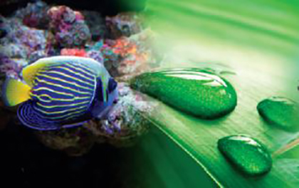 poisson
