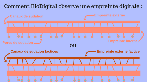 L'anatomie du derme du doigt que peut voir BioDigital.